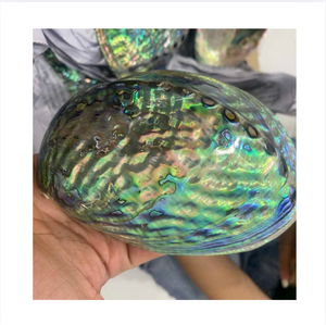 Raw <b>Abalone</b> <b>Shells</b> Natural Shape Eco Friendly Vietnam Home Decoration Craft Jewelry Making Polished Nature Theme Handicrafts 99 - Product Image 1