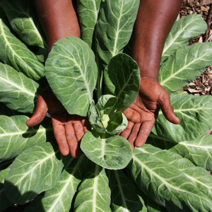 Engrais en poudre de fumier de vache séché écologique pour acheteurs agricoles en gros – Approvisionnement en compost organique pour l'exportation - Product Image 5