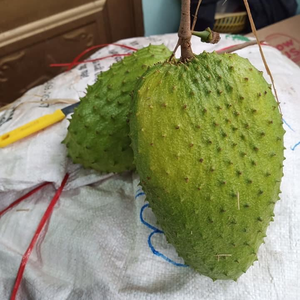 Guanábana congelada Premium 100 por ciento fruta tropical fresca de Vietnam al mejor precio para mercados de exportación al por mayor - Product Image 1