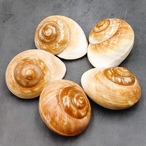 Coquilles d'escargot de mer brutes et propres, lot de coquillages, prix le plus bas, coquillages de plage du Vietnam - Product Image 3