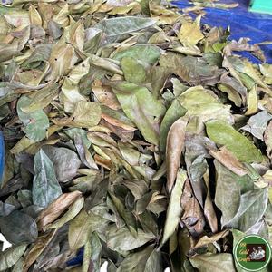 ใบมะขามป้อมอบแห้งเกรดพรีเมียม วัตถุดิบจากพืชแท้ สำหรับผสมชาและใช้เป็นเครื่องดื่ม ผลิตจากเวียดนาม - Product Image 1