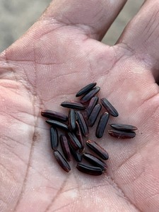 Riz noir collant de nouvelle récolte du Vietnam Tien Giang – Exportateur en gros proposant des grains entiers naturels d'excellente qualité - Product Image 6