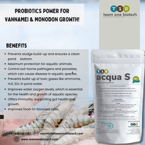 Suplemento probiótico para estanque de camarones que mejora la carga bacteriana beneficiosa para mejorar la salud de la acuicultura - Product Image 3
