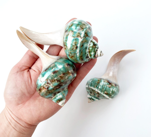 Repose-baguettes en forme de coquillage, Repose-baguettes Turbo Shell Snail Hashioki, Ensemble de repose-baguettes, Repose-baguettes japonais, Repose-baguettes et - Product Image 4