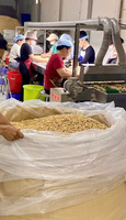 100% natuurlijke verse rauwe cashewnoten WS Voedzaam Heerlijk Hoge kwaliteit Vietnam Productie Gemeenschappelijke 12 maanden houdbaarheid 20kg