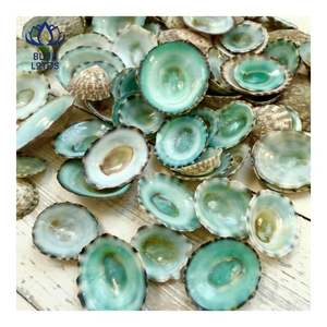 ENVÍO INMEDIATO Concha de Limpet Adecuada para Protección de la Piel y Uso Personal, Forma Pulida Suave para un Contacto Delicado - Product Image 1