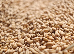 Compre Grano de Trigo Seco GMO, Incluyendo Trigo Duro y Trigo Blando para Molienda, de Alta Calidad y Gran Cantidad en Stock, Envío Rápido a Austria - Product Image 2