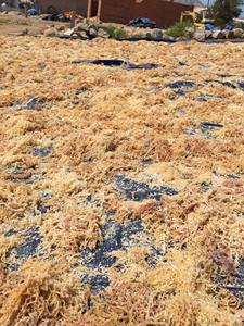 Mousse de mer naturelle séchée du Vietnam Ingrédient de qualité supérieure idéal pour les utilisations culinaires et les boissons - Product Image 3