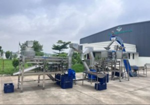 Máquina de recogida de anacardos de 600 kg/hora utilizada en instalaciones de procesamiento de anacardos para automatizar la recogida de anacardos. - Product Image 2