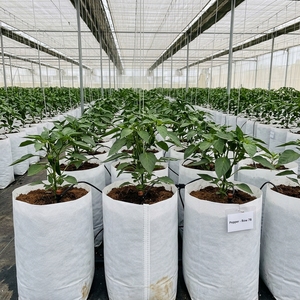 Wholesale Nursery Garden Cocopeat <b>Plastic</b> Aeration Fabric Grow Bags for Hydroponics Black Inner/White Outer from India - Product Image 3