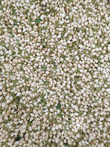 Capullos de Jazmín Secos Naturales Premium para Té de Hierbas, Pétalos de Jazmín Blanco de Alto Aroma, Grado Alimenticio, Venta al por Mayor - Product Image 2