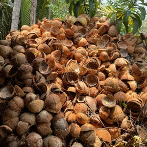 Combustible de Cáscara de Coco Cruda |   Calificación A |   3-6 cm |   Baja Humedad |   Alta Eficiencia Térmica para Calderas de Vapor |   India - Product Image 3