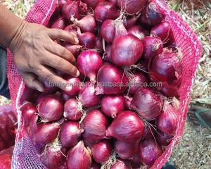 FB-BASIRA (5440) Graines d'<span class=keywords><strong>oignon</strong></span> rouge foncé biologique non-OGM, pollinées à l'ouverture, bulbes frais Farmson Biotech - Product Image 5