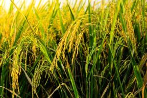 VEDAN RICE PROTEIN Plant Based High Protein <b>Nutrition</b> for <b>Sports</b> and Functional Foods HALAL KOSHER Certified - Product Image 6