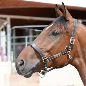 Dernier design, prix abordable : Harnais d'équitation pour l'entraînement / Meilleurs harnais de cheval réglables avec sangle de nez, faible MOQ - Product Image 4