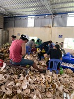 [Hoge Kwaliteit] Vers Kokosnoot Vers Fruit-Groothandel Vers Fruit Kokosnoten Water Uit Vietnam Voor Zomerdranken