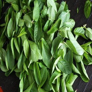 Feuilles de basilic indien de qualité récolte fraîche, ingrédients à base de plantes séchées de première qualité pour les importateurs et les commerçants internationaux - Product Image 6