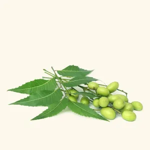 Huile de Neem de qualité aromathérapeutique, huile pure d'Azadirachta Indica, huile naturelle pressée à froid pour les soins capillaires - Exportateur en gros d'Inde - Product Image 1