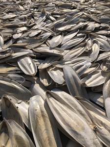 Hueso de Sepia Seco Natural de Primera Calidad, Certificado ISO, Alimento para Aves de Vietnam / Sra. Lima - Product Image 3