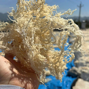 Alga Kappaphycus Alvarezii Seca - 100% Pura, 14% de Humedad, Alta Calidad, Exportación por KIM MINH - Product Image 2