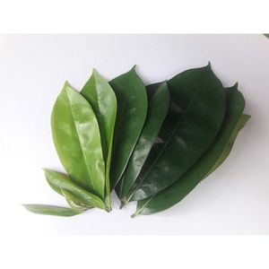 Export Quality Premium Soursop Leaves Herbal <b>Tea</b> Wholesale Product - Product Image 2