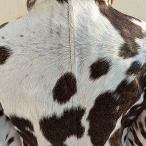 Abrigos de Cuero Vacuno Hechos a Medida, Chaquetas de Cuero Vacuno de Alta Calidad con Etiqueta Personalizada, Chaqueta de Invierno para Uso Diario - Product Image 4