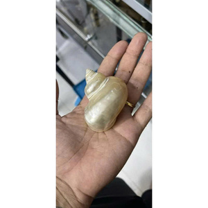 Coquilles turbo naturelles en vrac du Vietnam, coquilles polies pour les propriétaires de crabes ermites, décoration d'aquarium, artisanat de bijoux DIY et souvenirs - Product Image 3