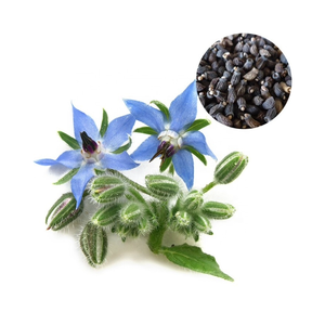 Aceite de Borraja Natural, Aceite Ligero para el Cuidado Diario de la Piel y el Cabello al Mejor Precio - Product Image 3