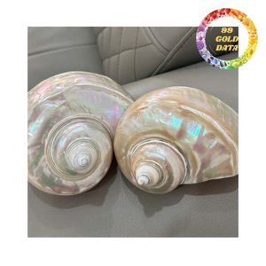 เปลือกหอยมุกขัดเงาธรรมชาติสีรุ้งพร้อมสีเทอร์ควอยซ์สำหรับงานตกแต่งขายส่ง - Product Image 2