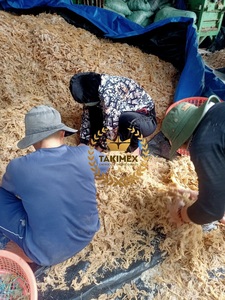 VENTA SUPERIOR VIETNAM EUCHEUMA COTTONII ALGAS MARINAS NUEVA LLEGADA 2024 ESTACIONAL ARTESANAL SALÓN DE MUSGO IRLANDÉS MOSO SECA TAKIMEX GLOBAL - Product Image 4