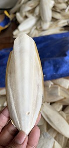 Os de seiche en vrac-Os de seiche séché pour poudre d'os d'oiseau/seiche-Broyé du Vietnam/ Shyn Tran - Product Image 2