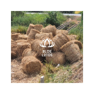 Favoris des clients : Paille de riz séchée, matériau agricole pour paillage, compostage, litière pour bétail, projets d'artisanat, emballage et approvisionnement - Product Image 1