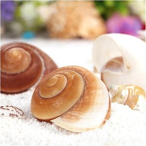 Concha de caracol marino en espiral, decorativa, natural, para acuario, conchas marinas para manualidades. - Product Image 2