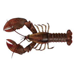 Colas de langosta congeladas y langostas enteras para exportación y mercados mayoristas de mariscos - Product Image 2