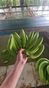 กล้วยคาเวนดิชในเวียดนามรสชาติหวานเก็บรักษาได้นานผลไม้เขตร้อนสดใหม่สำหรับฟาร์มส่งออกและขายปลีก - Product Image 3