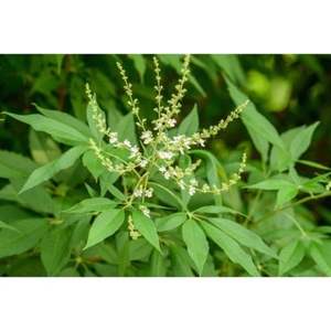 CO2 Supercritical Fluid Extracted Nirgundi Premium <b>Plant</b> Extract Product - Product Image 1