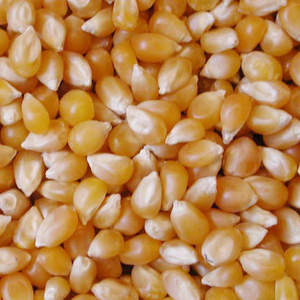 ข้าวโพด GMO คุณภาพดีที่สุด ขายส่งจำนวนมาก เกรดอาหาร พร้อมส่ง สินค้าพรีเมียมสำหรับส่งออก - Product Image 4