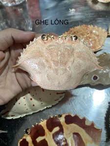 Wholesale <b>Crab</b> <b>Shell</b> Restaurant Food Service Supply Polished Low Odor <b>Crab</b> Carapace - Product Image 3