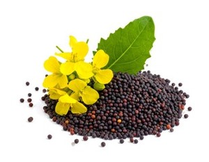 Graines de moutarde jaunes et noires non-OGM de qualité supérieure, fournisseur en gros pour l'alimentation des poissons et l'extraction d'huile pour la transformation alimentaire - Product Image 3