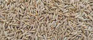 เมล็ดยี่หร่าอินเดียแห้งคุณภาพสูง ผลผลิตใหม่ เกรดอาหาร พรีเมียม คุณภาพส่งออก กลิ่นหอม สำหรับทำอาหาร - Product Image 6