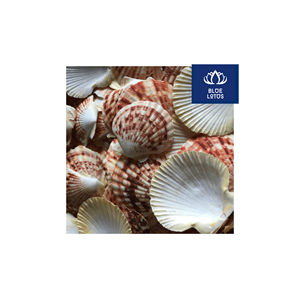 VENTA RÁPIDA: Abanico de Conchas Ecológico, Seguro y Limpio, Hecho con Materiales Vegetales Puros, Ideal para Decoración de Eventos y Paredes, Precio Directo de Fábrica - Product Image 1