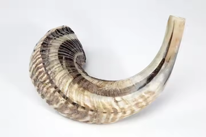 Cuerno de caza pulido de tacto real, artesanía india natural, moderno, para el Año Nuevo Judío, cuerno para beber, artesanía de animales de la India - Product Image 4