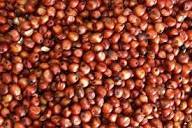 Grano de Sorgo Rojo 100% Puro y Seco para Alimentación de Ganado, Aves de Corral e Ingredientes para Piensos, 24 Meses de Vida Útil, Suministro al por Mayor - Product Image 4