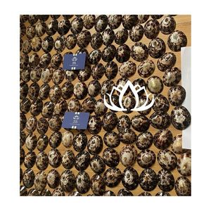Coquille de buffle polie écologique 2026, forme naturelle, thème ange moderne, origine Ba Ria-Vung Tau, pour artisanat DIY et mariages - Product Image 6