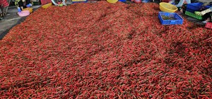 Chile Congelado de Vietnam IQF, Suministro a Granel para Uso en Producción Industrial de Alimentos - Product Image 2