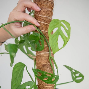 Varilla de Soporte para Plantas de Fibra de Coco 100%, Retiene la Humedad, para Flores de Interior y Plantas Verdes - Product Image 6