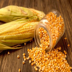 Maíz Amarillo Glutinoso Seco 100% Puro, Orgánico y Sin OMG, para Alimentación Humana y Animal, al Mejor Precio - Product Image 3