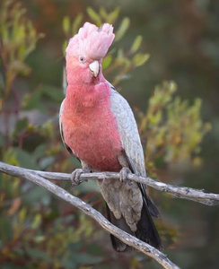 Galah Cockatoo Parrot Birds Live for Breeding <b>Aviaries</b> Ornamental Bird Keeping Wholesale Supplier NMF (PVT) LTD South Africa - Product Image 6