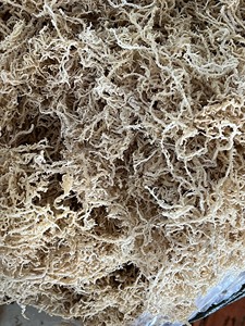 MORUE DE MER SÈCHE ÉCLOGÉE, BIO, SÛRE ET PROPRE, LES MEILLEURES QUALITÉS POUR SOUPES, CUISINE ET SOINS DE LA PEAU - VENTE EN GROS DIRECTE - Product Image 5