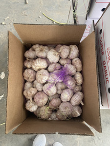 Ajo Vietnamita Fresco Natural, Bulbos Enteros, Calidad Premium, Procesamiento de Alimentos Blancos, Importadores Mayoristas Internacionales, Marca TINIMEX - Product Image 6